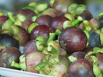 “SBT Agro” fala sobre o cultivo da fruta mangostão neste domingo “SBT Agro” fala sobre o cultivo da fruta mangostão neste domingo