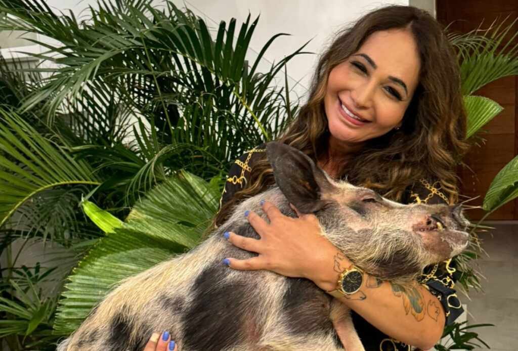 Do porquinho viral ao sucesso digital, Amanda Froes transforma polêmica em oportunidade Do porquinho viral ao sucesso digital, Amanda Froes transforma polêmica em oportunidade
